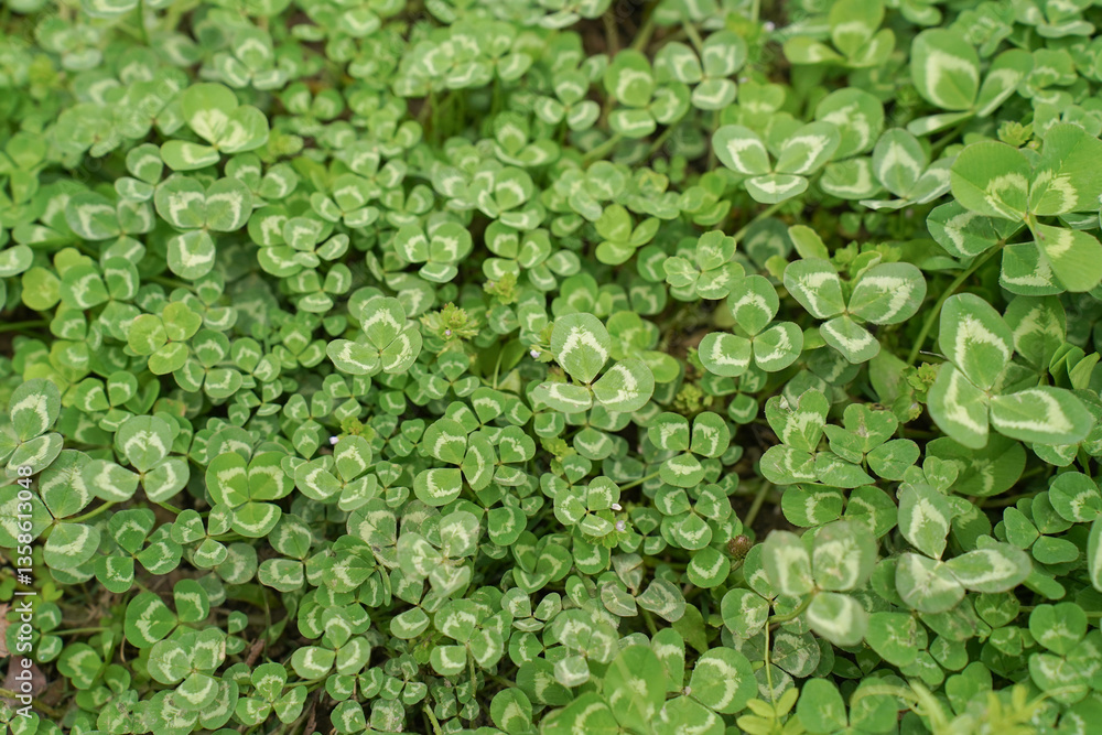 Clover view on top. Carpet of natural clover. Natural grass background. Wild clover