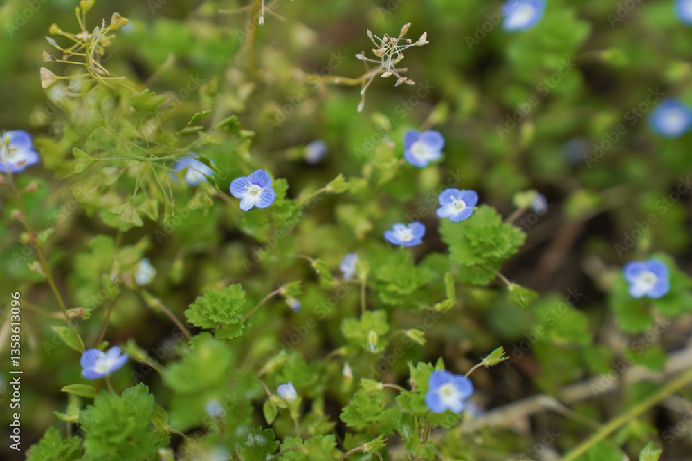 Little blue flowers bird's-eye speedwell. Veronica chamaedrys.