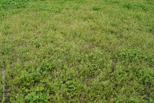 Obraz na płótnie wild grass view on top. w salonie