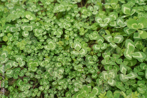 Clover view on top. Carpet of natural clover. Natural grass background. Wild clover
