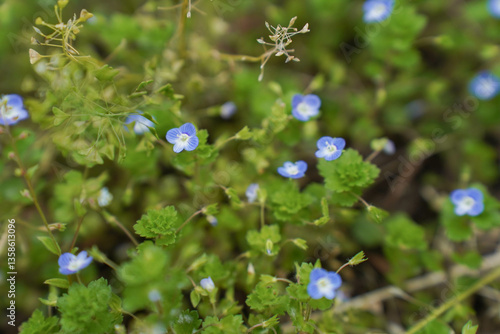 Little blue flowers bird's-eye speedwell. Veronica chamaedrys.