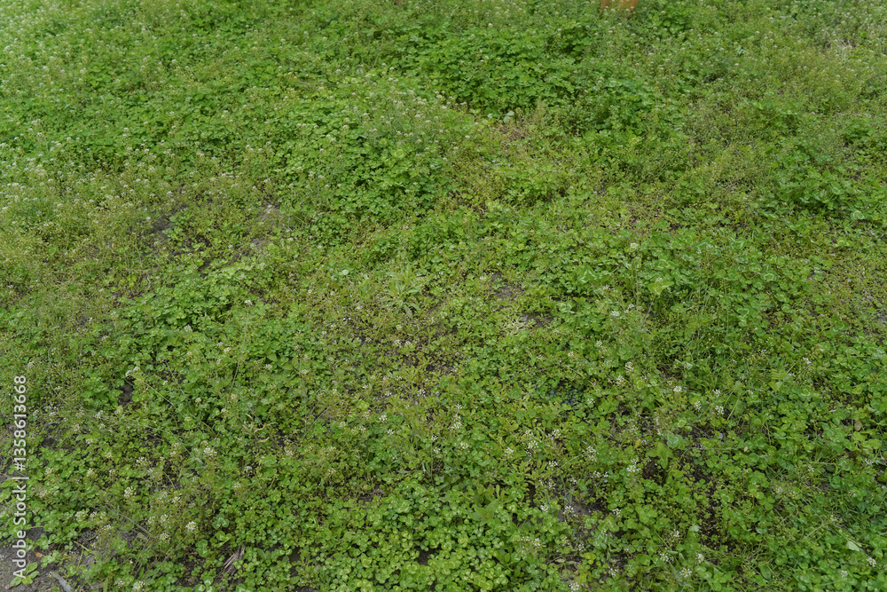 wild grass view on top.
