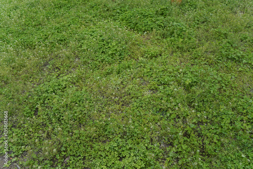 wild grass view on top.