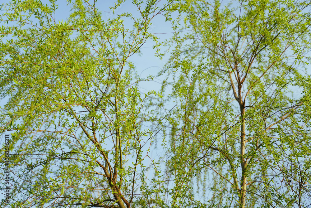 Worm's-eye view of a fresh green weeping willow with spring's clear blue sky in the background