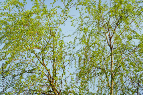 Obraz na płótnie Worm's-eye view of a fresh green weeping willow with spring's clear blue sky in the background w salonie