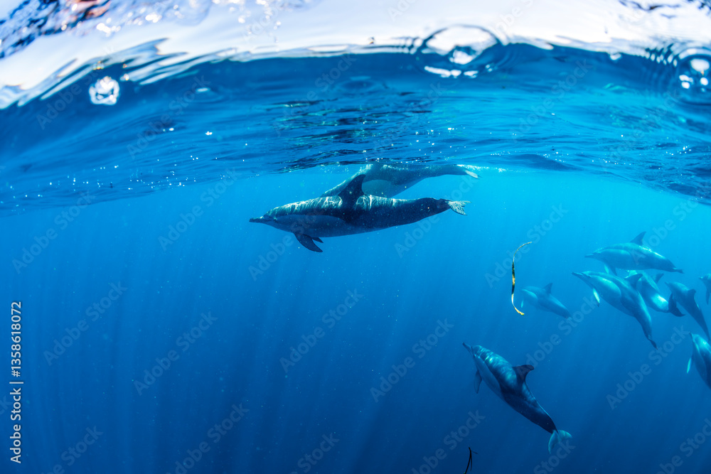 Obraz premium A pod of dolphins swimming in clear blue waters of Australia.
