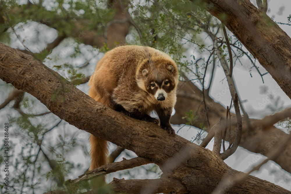 Fototapeta premium Nasua narica