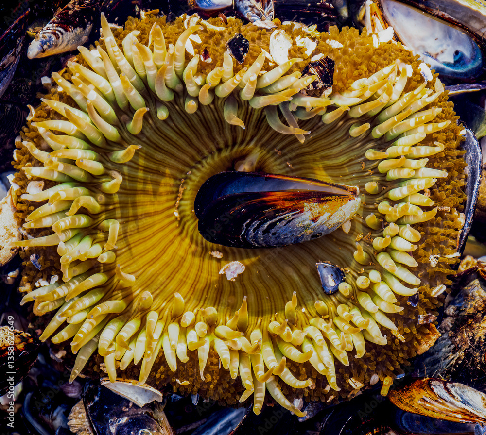 Shallow tide pools reveal sea life in natural undisturbed setting along the coastal region of Southern California