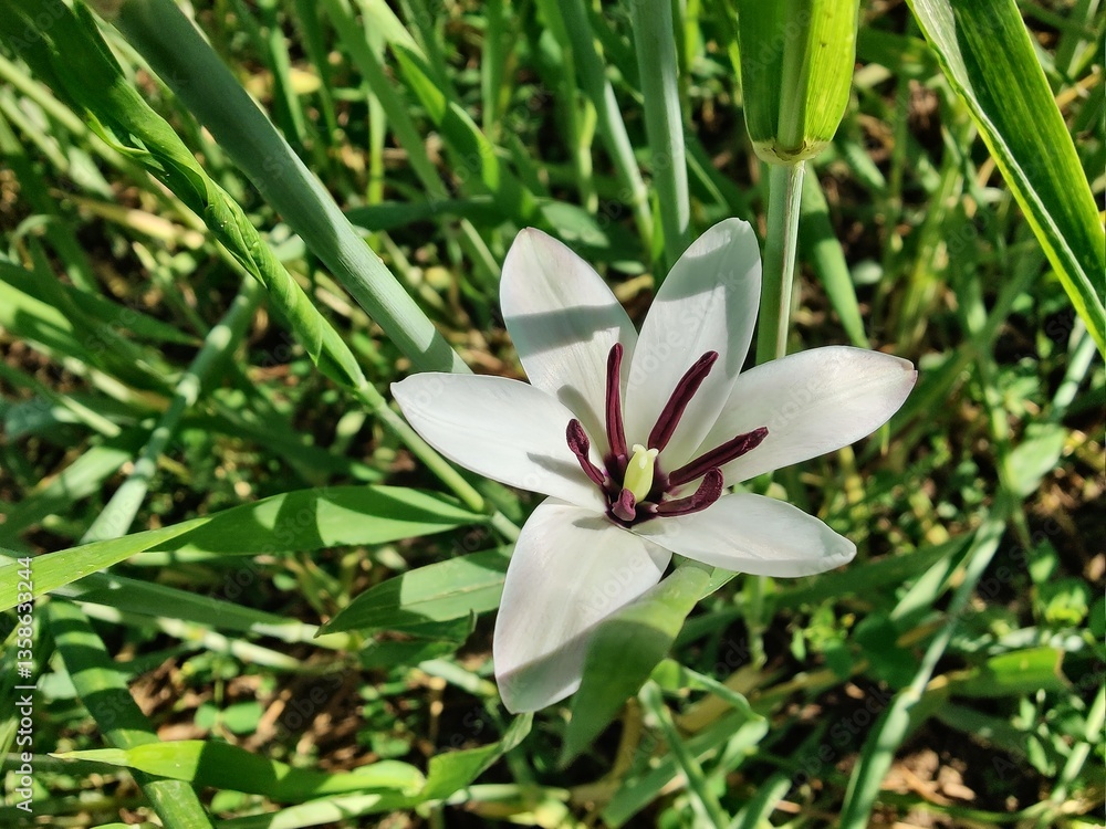 Fototapeta premium Lady tulip or the Tulipa clusiana flowers