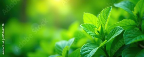 Lush green garden foliage with soft blurred bokeh effect,  lush,  garden