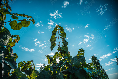 Perspective of a Vineyard Growing Towards the Sun
