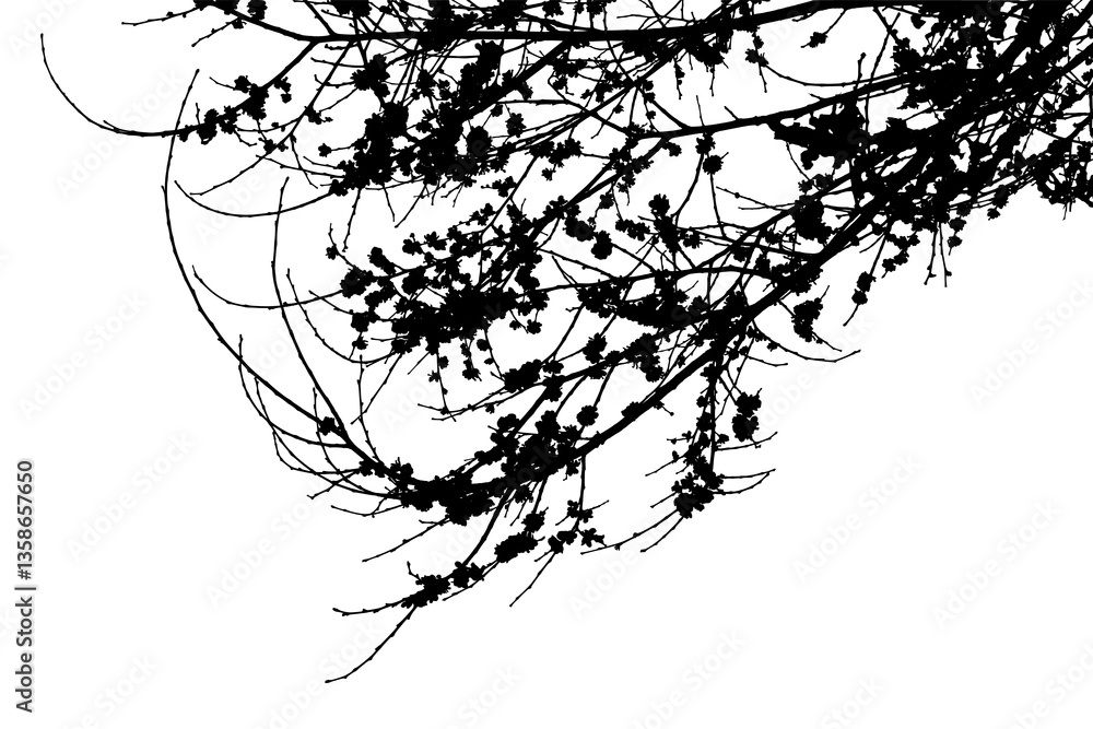 Obraz premium Natural spring elm branch with leaves on transparent background