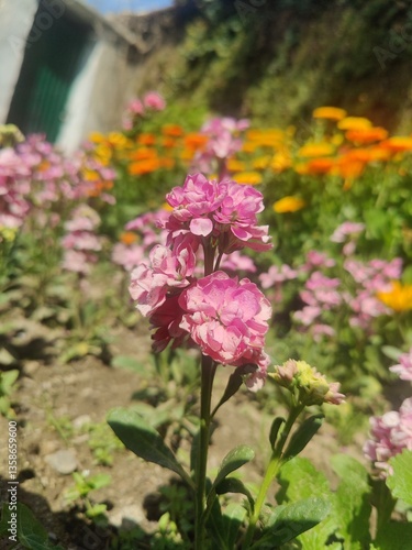Wallpaper Mural Hoary stock, Matthiola incana or Matthiola longipetala
 Torontodigital.ca