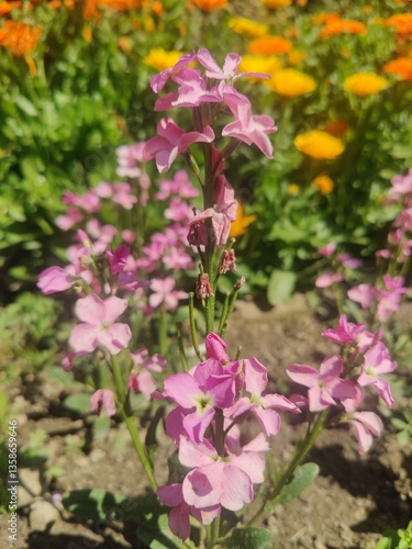 Wallpaper Mural Hoary stock, Matthiola incana or Matthiola longipetala
 Torontodigital.ca