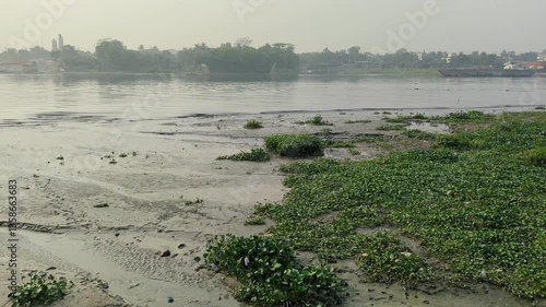 Scenic Riverbank with Water Plants & Urban Backdrop Nature & Cityscape
