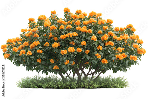 Bush with orange flowers Orange Flowering Shrub High-Quality Transparent Background