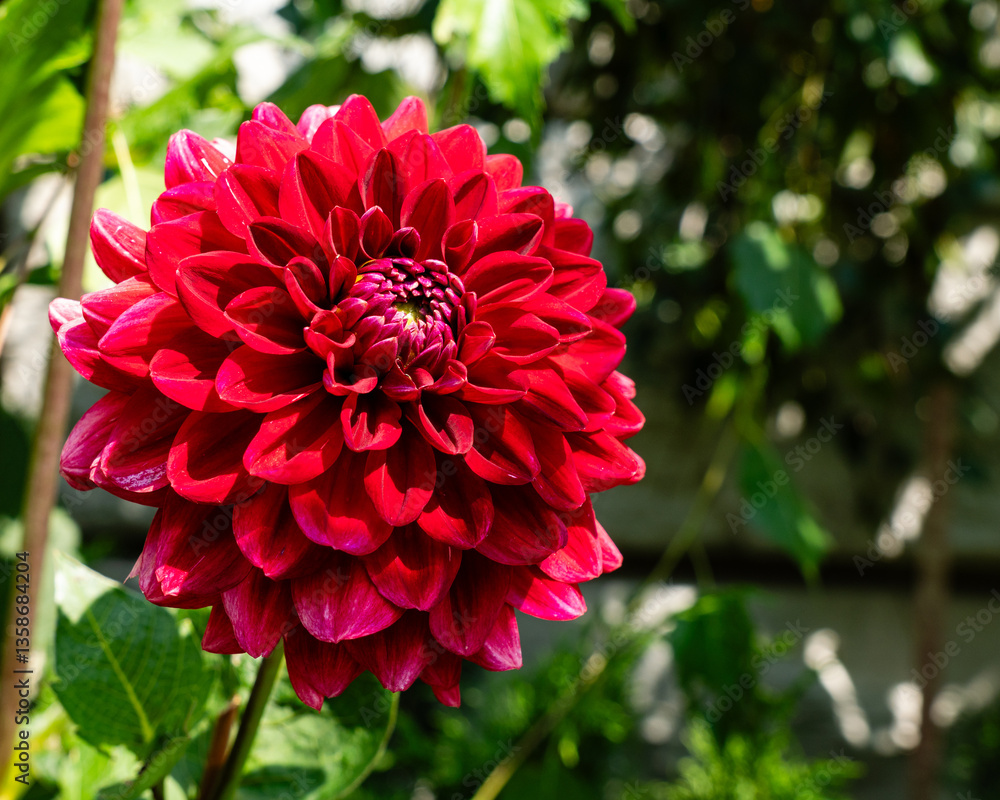 large red bud of burgundy flowering dahlia in the garden green background large red bud of burgundy flowering dahlia in the garden green background