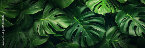 Wallpaper Mural Group background of dark green tropical leaves ( monstera, palm, coconut leaf, fern, palm leaf,bananaleaf) Panorama background. concept of nature Torontodigital.ca