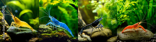 Obraz na płótnie panorama Vibrant Nano Aquarium Shrimp Crawling on Rocks in a Freshwater Tank with Green Plants w salonie