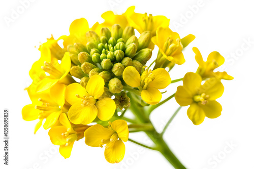 Close-up Rape blossoms Image isolated on white background. Generative AI