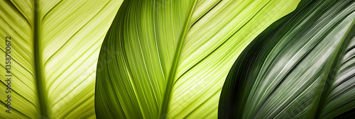 Group background of dark green tropical leaves ( monstera, palm, coconut leaf, fern, palm leaf,bananaleaf) Panorama background. concept of nature