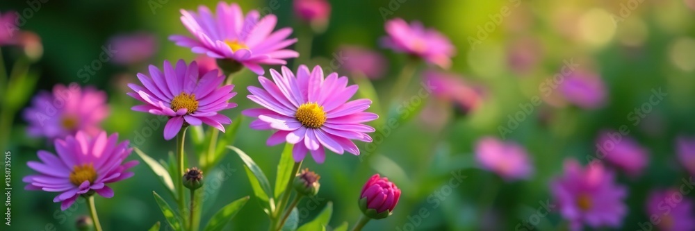 Purple aster flowers blooming in a lush garden, showcasing their vibrant color and delicate petals, macro, beauty Purple aster flowers blooming in a lush garden, showcasing their vibrant color and delicate petals, macro, beauty