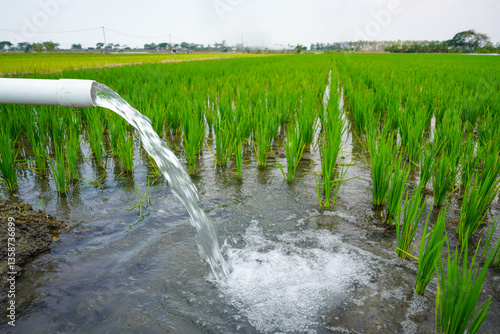 Irrigation of rice fields using pump wells with the technique of pumping water from the ground to flow into the rice agfields. The pumping station where water is pumped from a irrigation canal system.