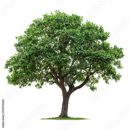 A Pecan Tree png sturdy pecan tree png lush pecan tree png vibrant pecan tree png natural pecan tree png transparent background image