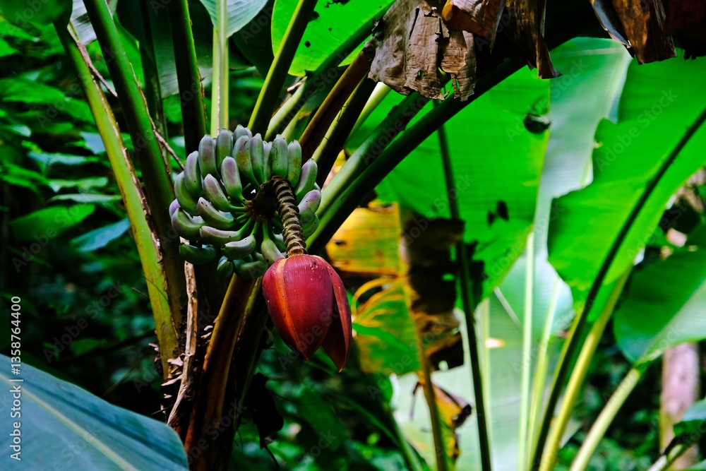 Banana blossom (banana heart) is a fleshy, purple-skinned flower, shaped like a tear, which grows at the end of a banana fruit cluster.
