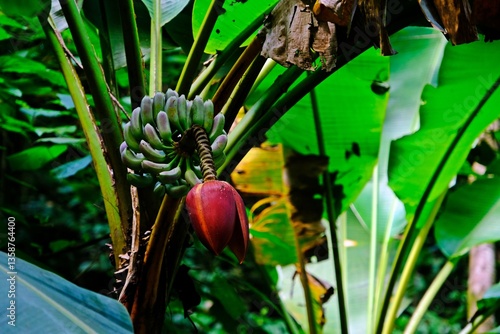 Obraz na płótnie Banana blossom (banana heart) is a fleshy, purple-skinned flower, shaped like a tear, which grows at the end of a banana fruit cluster. w salonie