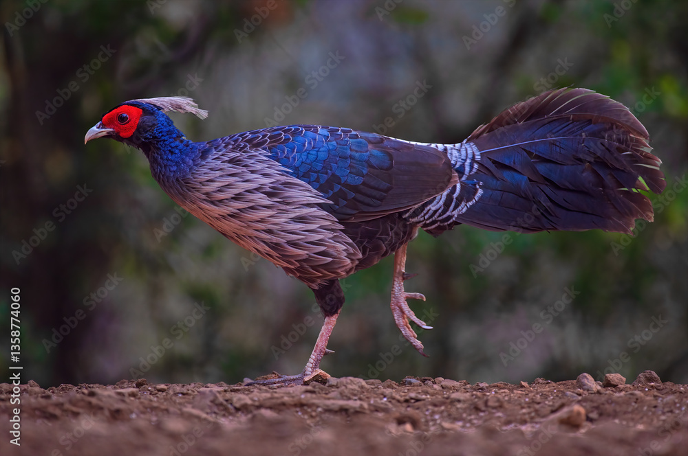 Kalij pheasant bird in its habitat. Close up, selective focus.
