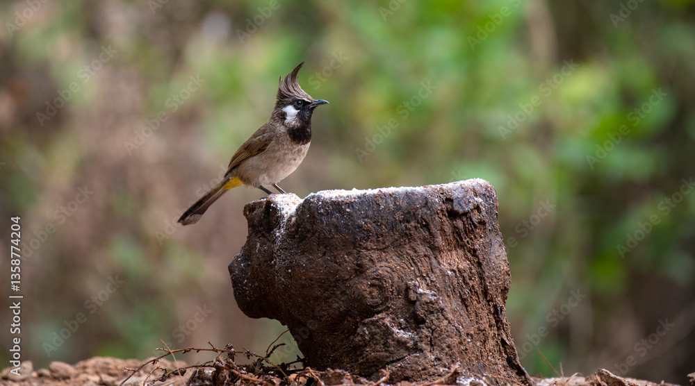 Himalayan bulbul bird perched on a branch with use of selective focus