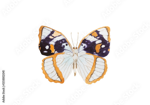 White peacock butterfly drawing isolated on white background. Anartia jatrophae