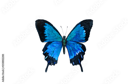 watercolor butterfly drawing Papilio ulysses isolated on white background