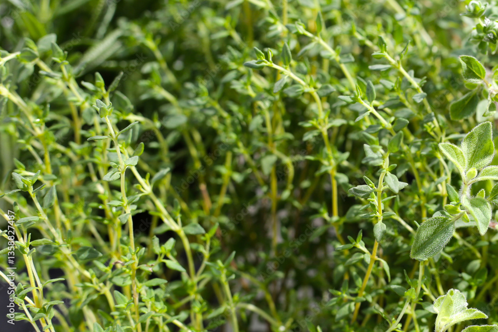 Fresh thyme with herbs in the garden Fresh thyme with herbs in the garden