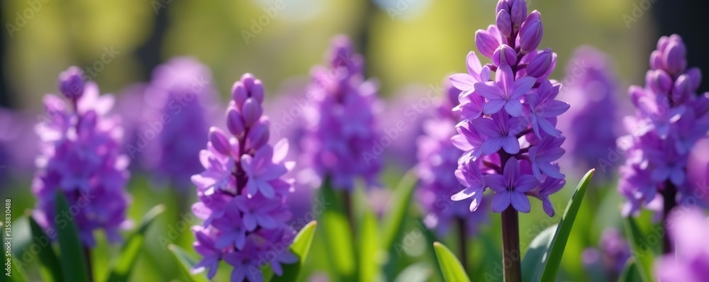 Naklejka premium Vibrant purple Hyacinth (Hyacinthus orientalis) flowers blooming in spring garden, garden, purple