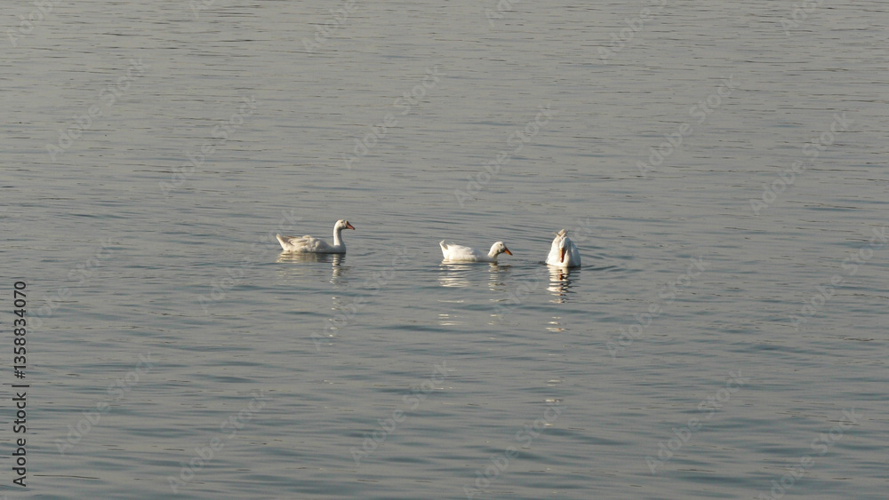 Goose birds swimming in the lake Goose birds swimming in the lake