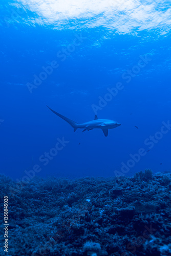 Malapascua Thresher shark