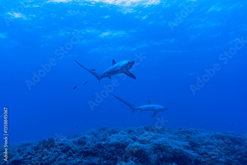 Malapascua Thresher shark
