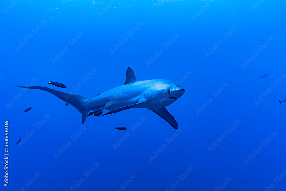 Malapascua Thresher shark Malapascua Thresher shark