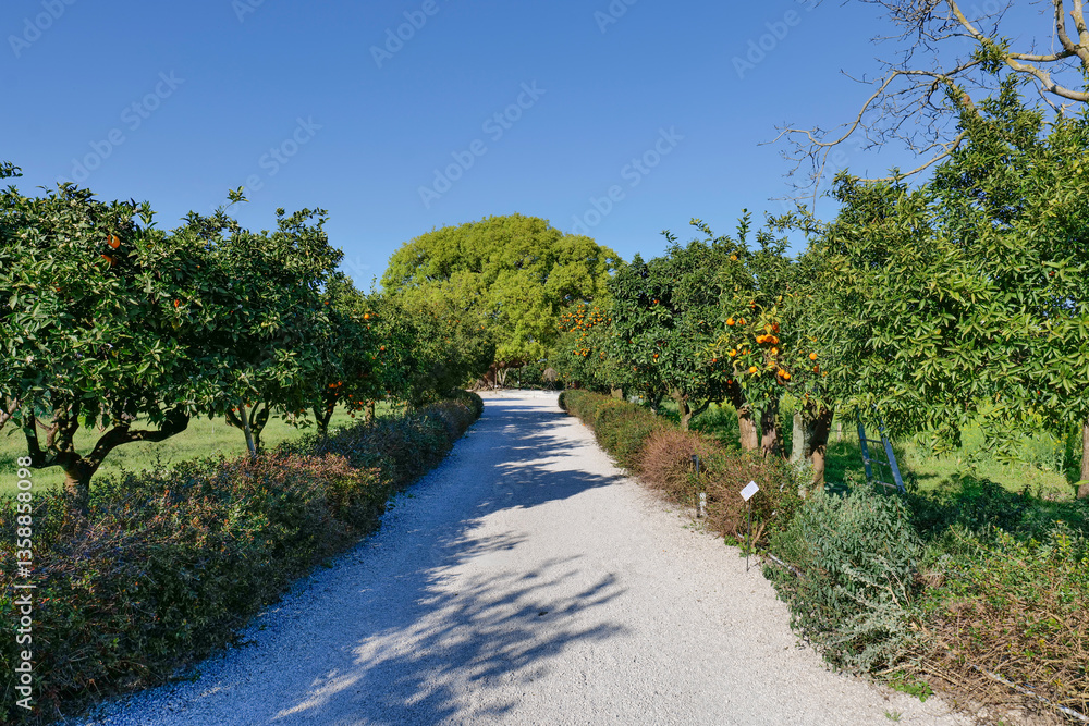 An avenue in the garden of Capodimonte park in Naples, Italy.