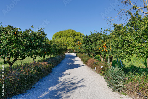 Obraz na płótnie An avenue in the garden of Capodimonte park in Naples, Italy. w salonie