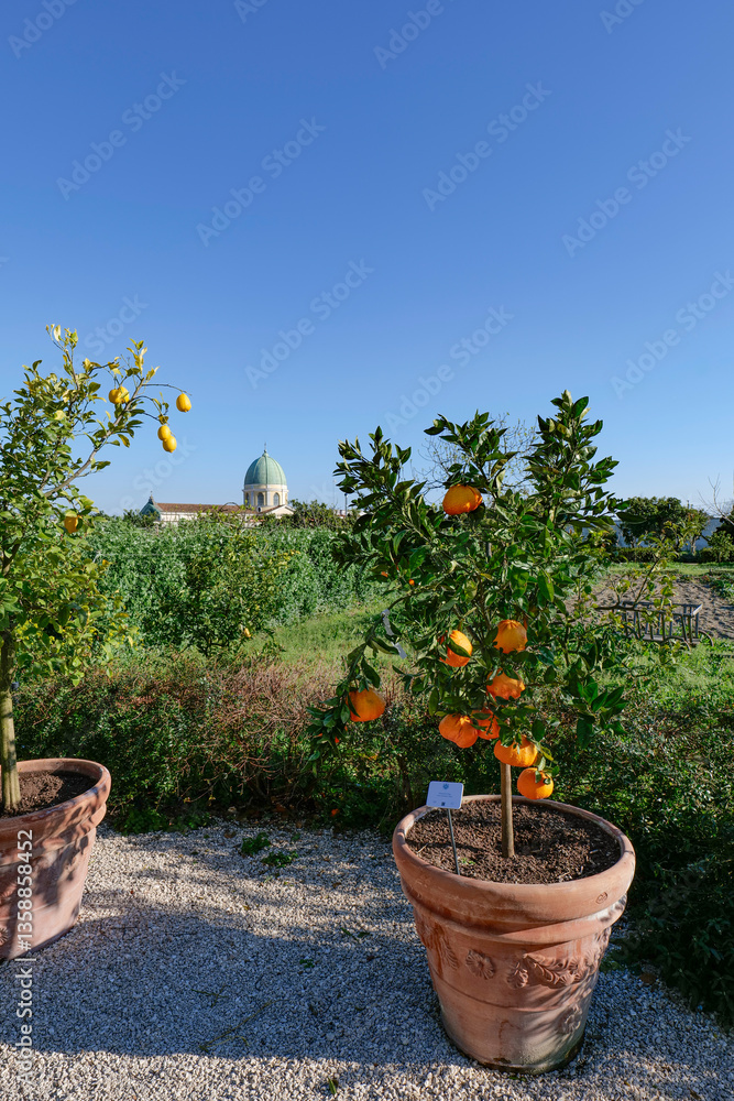 Citrus fruits grown in the garden of Capodimonte park in Naples, Italy.
