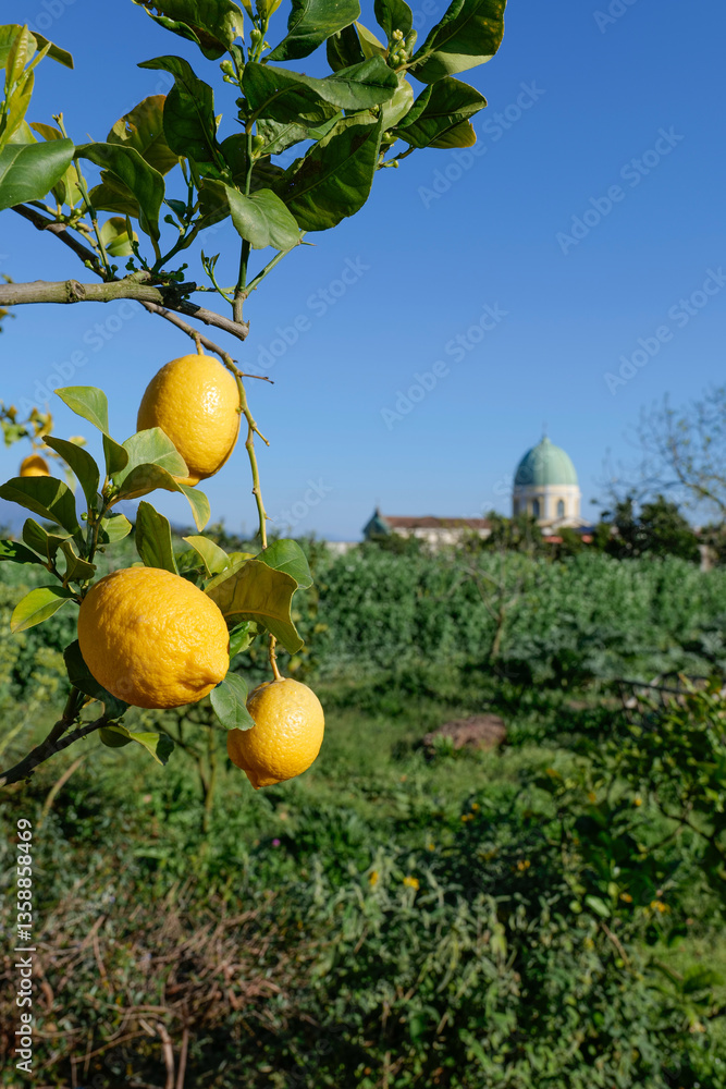 Citrus fruits grown in the garden of Capodimonte park in Naples, Italy.