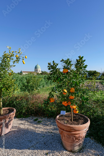 Obraz na płótnie Citrus fruits grown in the garden of Capodimonte park in Naples, Italy. w salonie
