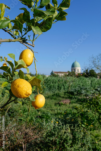 Obraz na płótnie Citrus fruits grown in the garden of Capodimonte park in Naples, Italy. w salonie
