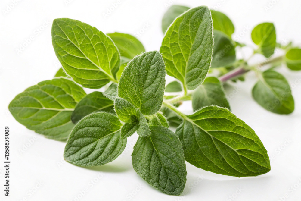 Fresh Oregano Leaves with Visible Texture and Vibrant Green Color on White Background Fresh Oregano Leaves with Visible Texture and Vibrant Green Color on White Background