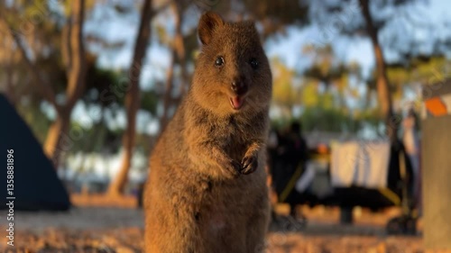 Quokka portrait in rottnest island, western australia
