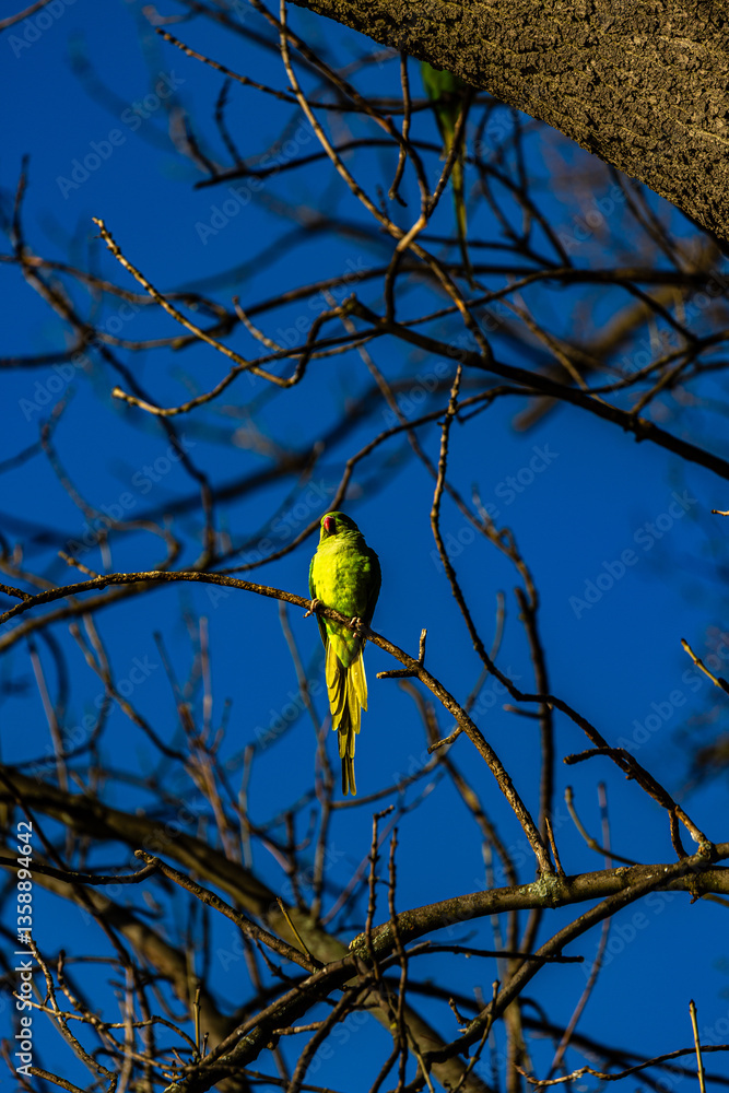 Yellow parrot on branch in winter