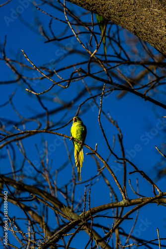 Obraz na płótnie Yellow parrot on branch in winter w salonie